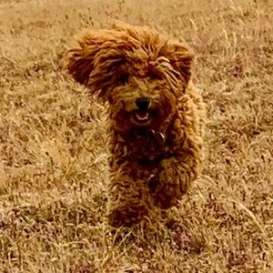 Meet your Posher, Kris